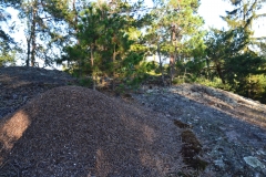 Burgstein_Ameisenhaufen